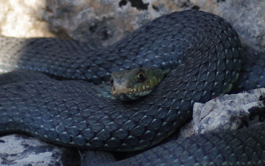 Identificazione di un serpente (Malpolon monspessulanus)